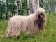 Komondor dog