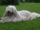 Komondor dog