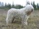 Komondor dog
