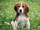 American Foxhound dog