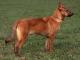 Korean Jindo  dog