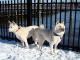 Korean Jindo  dog