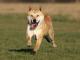 Korean Jindo  dog