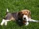 American Foxhound dog