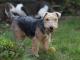 Lakeland Terrier dog