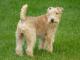 Lakeland Terrier dog