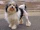 Lowchen dog