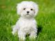 Maltese dog