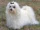 Maltese dog