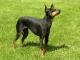 Manchester Terrier dog