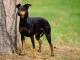 Manchester Terrier dog