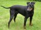 Manchester Terrier dog
