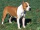 American Staffordshire Terrier dog