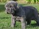 Mastiff dog