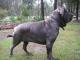 Mastiff dog