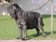 Mastiff dog
