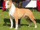 American Staffordshire Terrier dog