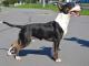 Miniature Bull Terrier dog