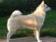 Norwegian Buhund dog