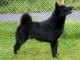 Norwegian Buhund dog