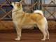 Norwegian Buhund dog