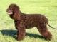 American Water Spaniel dog