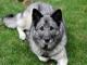 Norwegian Elkhound dog