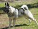 Norwegian Elkhound dog