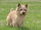 Norwich Terrier dog