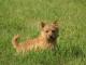 Norwich Terrier dog