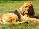 Otterhound dog