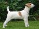 Parson Russell Terrier dog