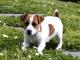 Parson Russell Terrier dog