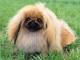 Pekingese dog