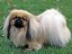 Pekingese dog