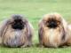 Pekingese dog