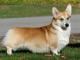 Pembroke Welsh Corgi dog