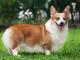 Pembroke Welsh Corgi dog