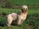 Petit Basset Griffon Vendeen dog