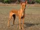 Pharaoh Hound dog