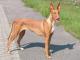 Pharaoh Hound dog
