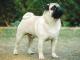 Pug dog