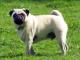 Pug dog