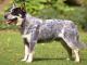 Australian Cattle  dog