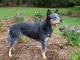 Australian Cattle  dog