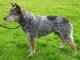 Australian Cattle  dog