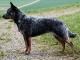 Australian Cattle  dog