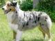 Australian Shepherd dog