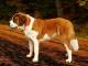 Saint Bernard dog