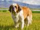 Saint Bernard dog